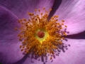 Flower Pink Center Orange Stamen 1024