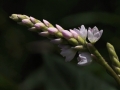 Flower Pink Smartweed