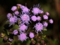 Flower Purple Mist Flower