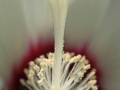 Flower Rose Mallow Center sm