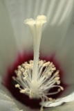 Flower Rose Mallow Center