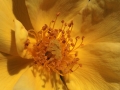 Flower Rose Yellow Bud