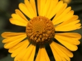 Flower Sunflower Wild