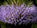 Flower Teasel Purple Ring