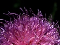 Flower Thistle Purple Side