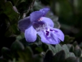Flower Tiny Purple
