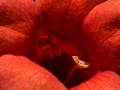 Flower Trumpet