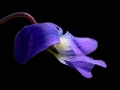 Flower Violet Portrait