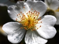 Flower White Orange Stamen