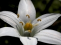 Flower White Pepper Center