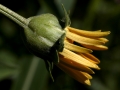 Flower Yellow New Sunflower