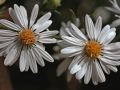 Flowers Aster White Two
