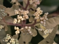 Flowers Buds Leaves Ivory