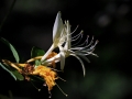 Flowers Honeysuckle Profile