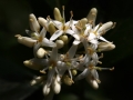 Flowers Ivory Buds Orange Bugs