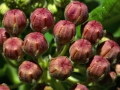 Flowers Milkweed Buds Red2 1024