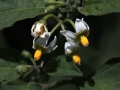 Flowers Nettle White Yellow 1024