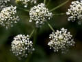 Flowers White Five Bundles