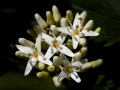 Flowers White Four Petals