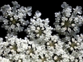 Flowers White Many Tiny