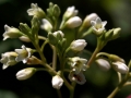 Flowers White Tiny Falling Away