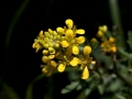 Flowers Yellow Tiny Bouquet Sundrops
