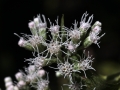 FlowersThoroughwort ASTERACEAE