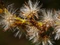 Golden Rod Seed Pods