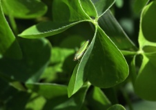 Green Bug on Sorrell1