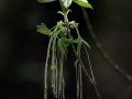 Green Dangling Buds Portrait