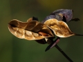 IBF Seed Pods