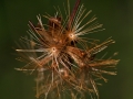 Ironweed Seed Pod2