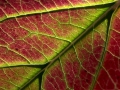 Leaf Red Green Veins