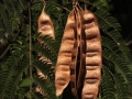 Mamosa Tree Beans