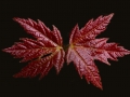 Maple Leaf Pair 1024 Featured