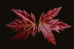 Maple Leaf Pair