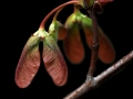 Maple Seeds New Red sm