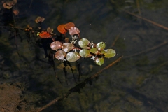 Marsh Plant Roots Growth
