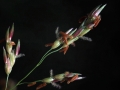Seed Grasses Pink Confetti