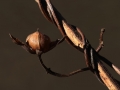 Seed Pod Bud