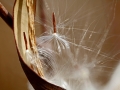 Seed Pod & Fluffs Slender