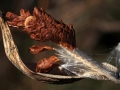 Seed Pod Milkweed Bunch2