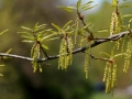 Seeds Dangling Tree Green