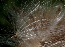 Thistle Dried