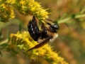 Bee on Golden Rod