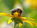 Bee on Yellow Daisy