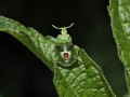 Beetle Leaf Green1