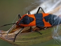 Beetle Orange Black