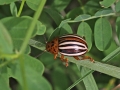 Beetle striped1