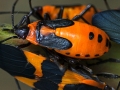 Beetles Orange Black